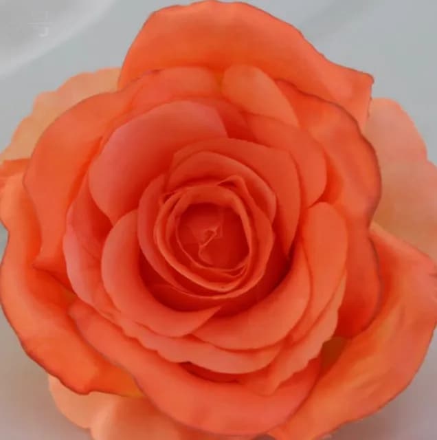 ECT 2204 Orange Rose Flower